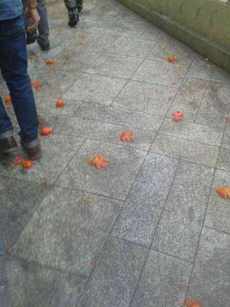 tomates