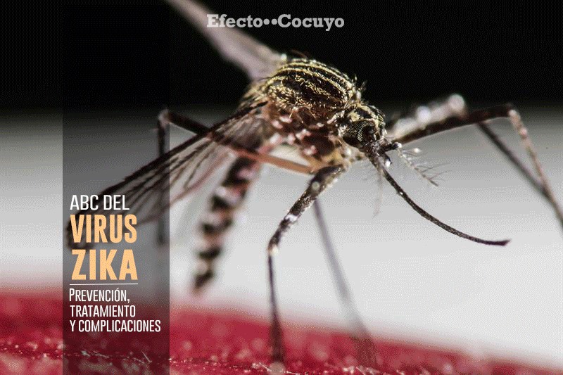 gif-zika