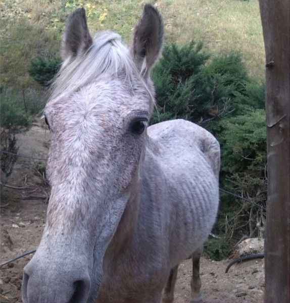 caballo desnutrido galipan