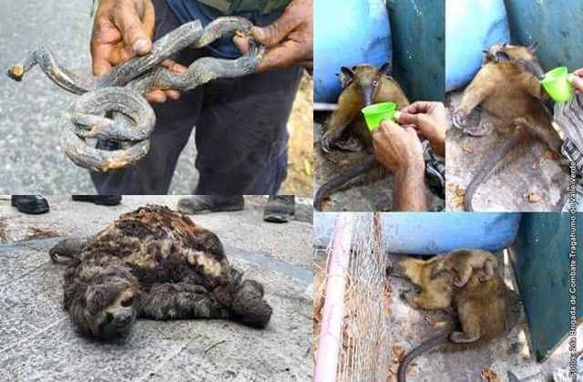 Animales sufriendo las consecuencias de los incendios. Fotos: Fundación Pico Hilaria