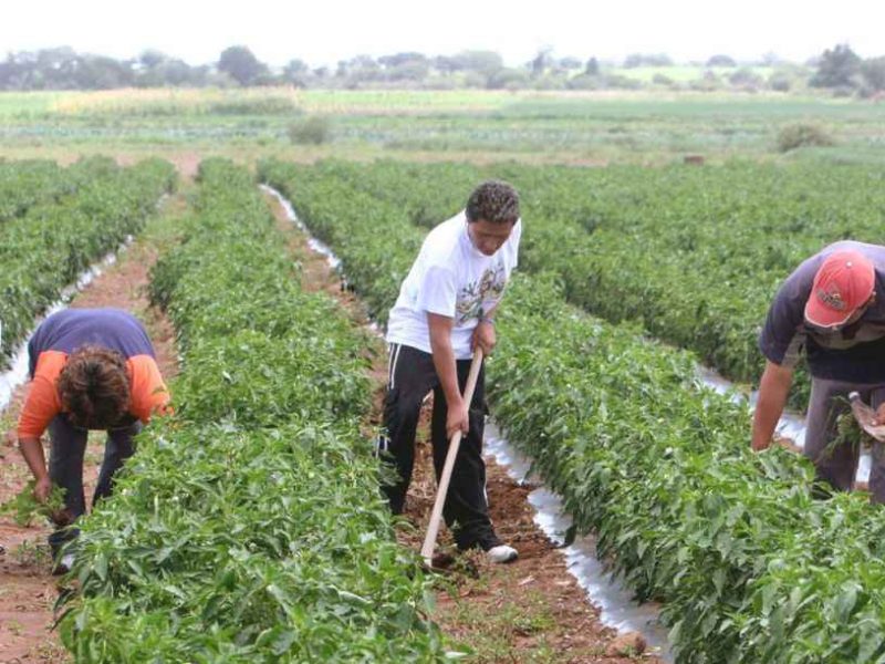 Naciones Unidas busca alternativas para la alimentación del futuro
