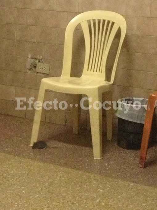 Ratas dentro del hospital