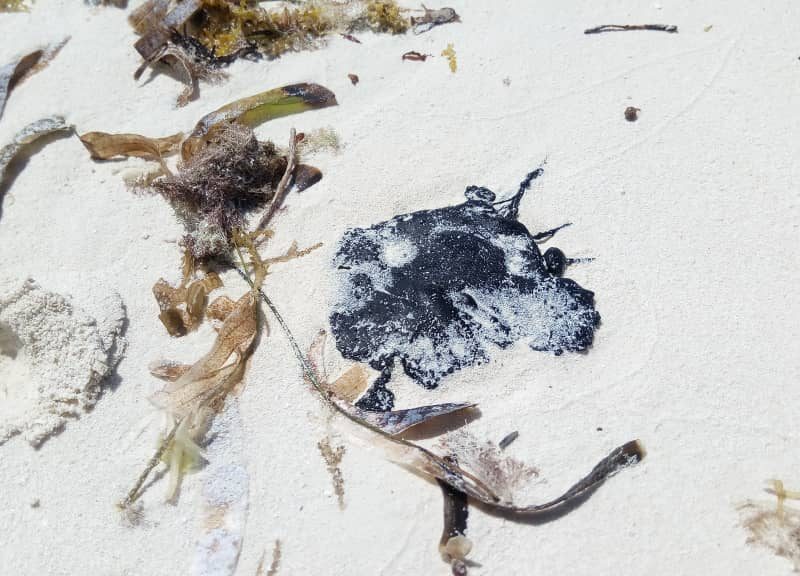 Derrame de petróleo en Franciskí, Parque Nacional Los Roques
