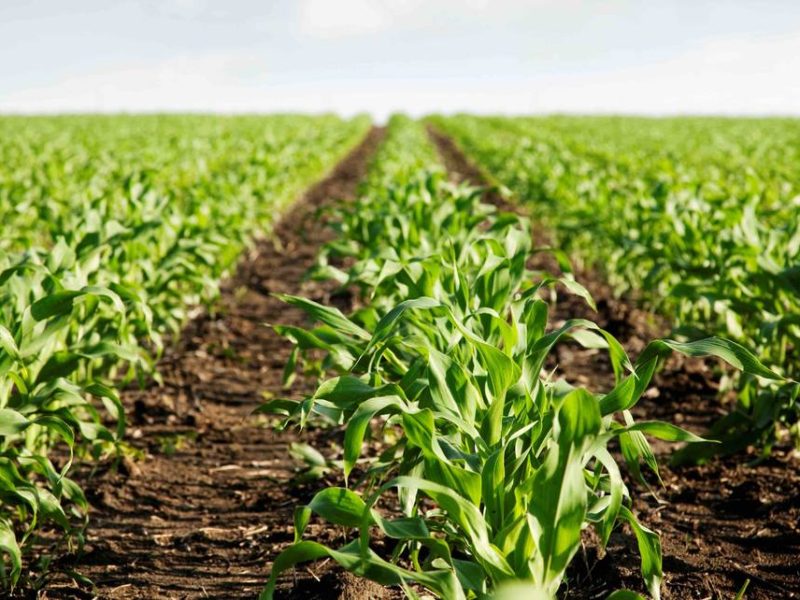 Detienen a agricultor de Mérida por botar cosechas de zanahorias