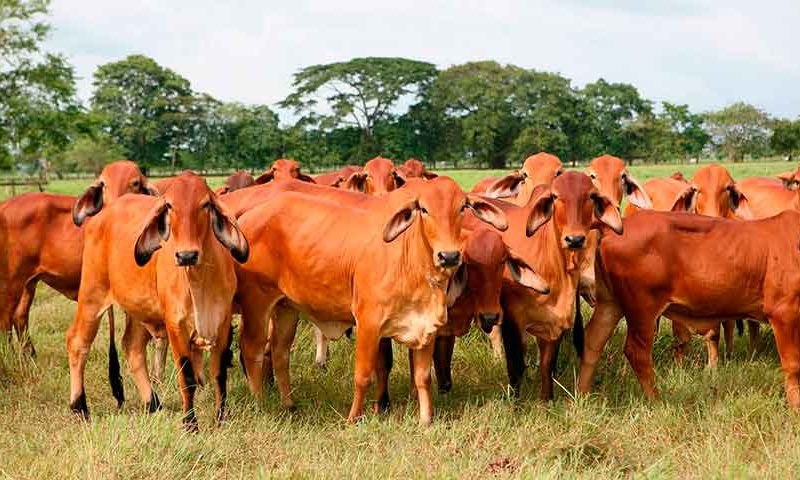 Venezuela: productores agropecuarios piden políticas para recuperar el sector