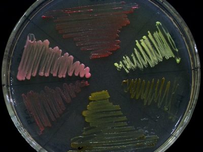 glaciar mérida microbiología