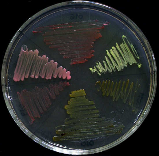 glaciar mérida microbiología