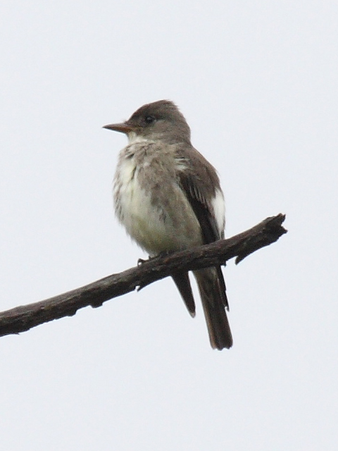 Pibí boreal (Contopus cooperi). Foto: Dominic Speroni - Wikipedia.