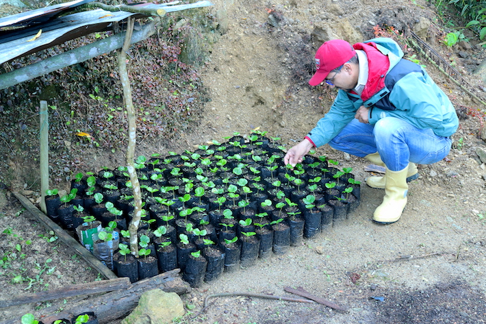 Productores han sobrepasado la producción de café y de especies forestales por su propia iniciativa. Foto: Provita.