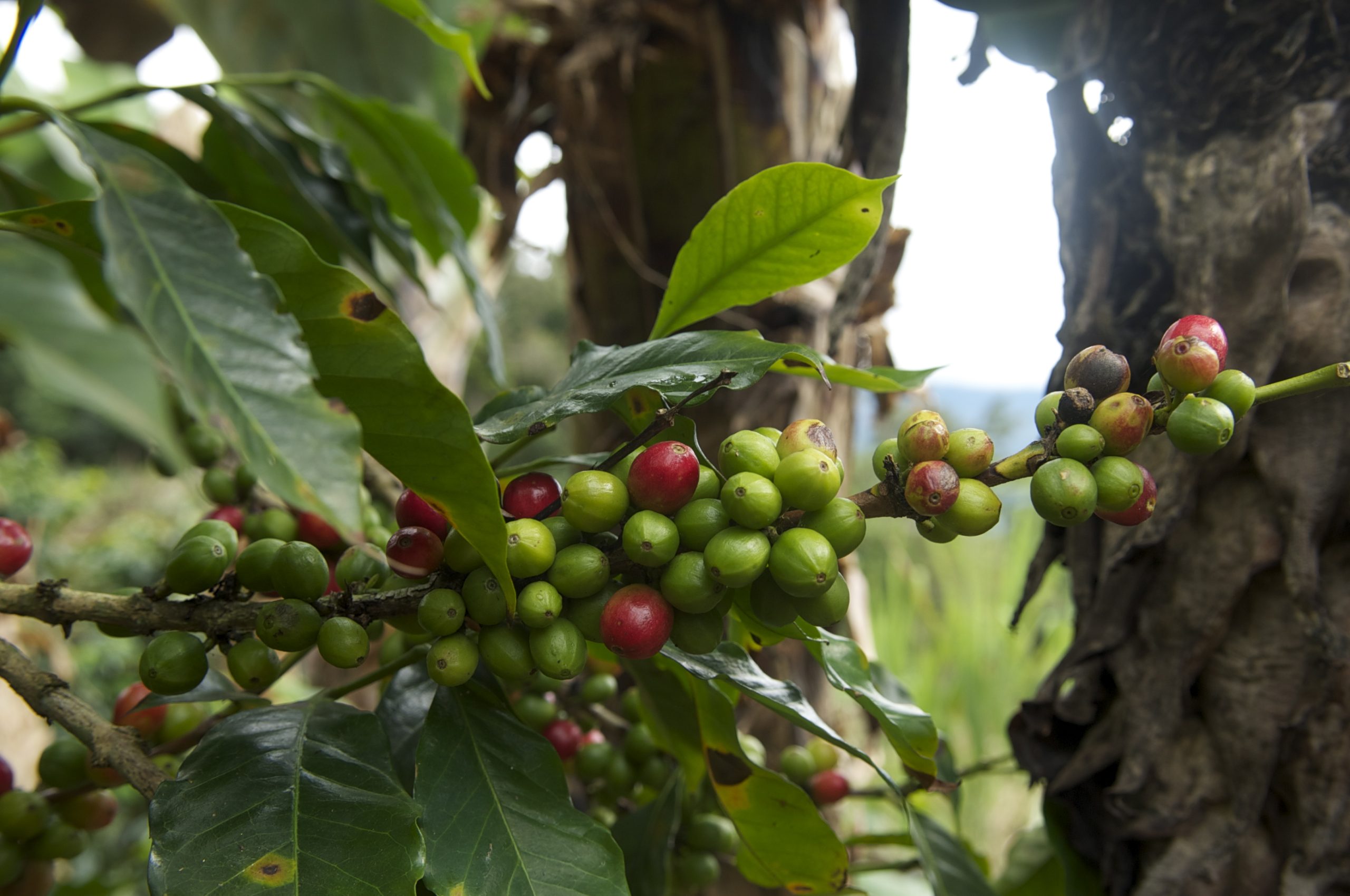 Los cultivos de café han permitido la recuperación de espacios degradados, que se han transformado en refugios para las aves. Foto: Mongabay Latam.