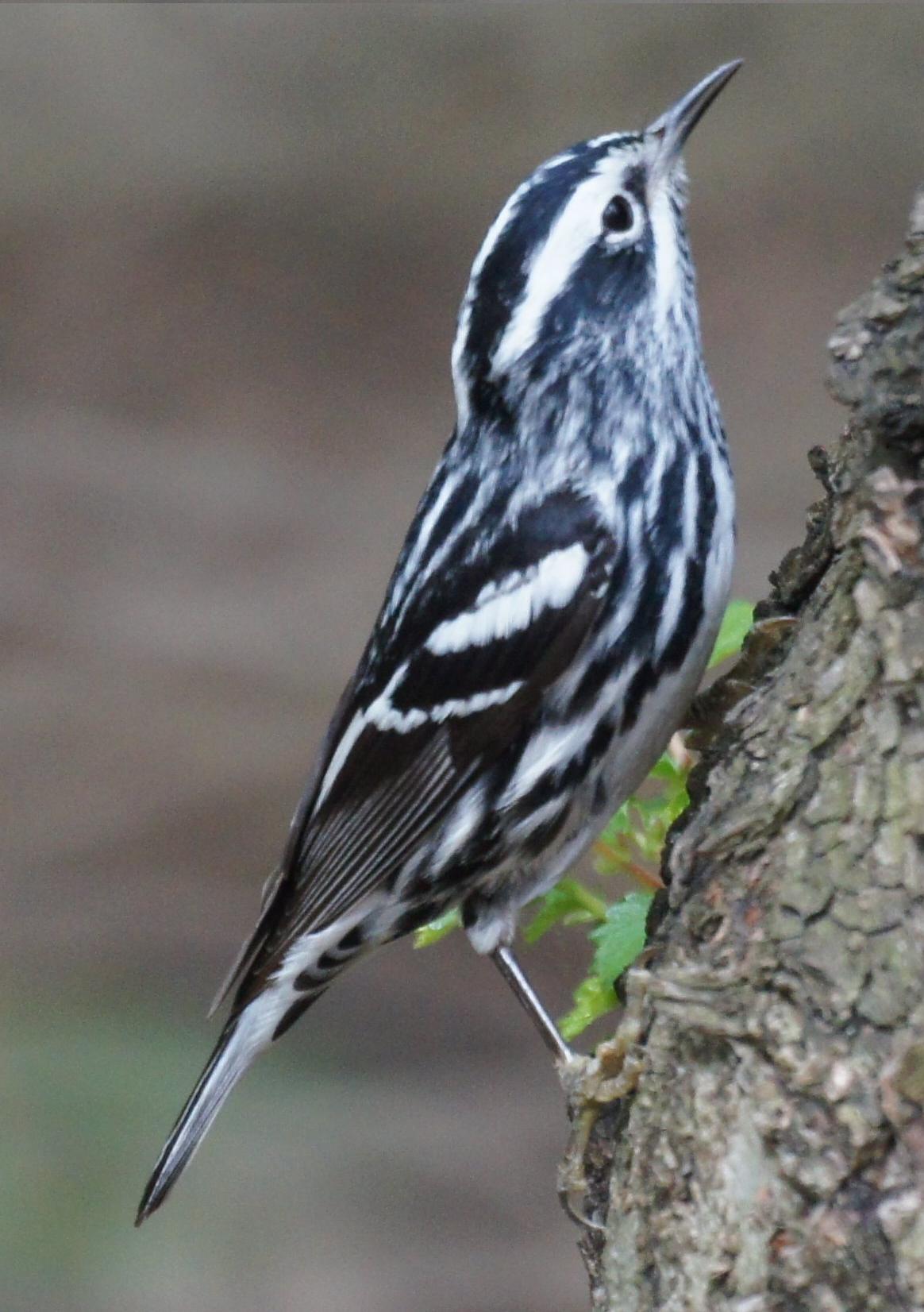 Chipe trepador (Mniotilta varia). Foto: Germán Correa Jaramillo - Wikipedia.