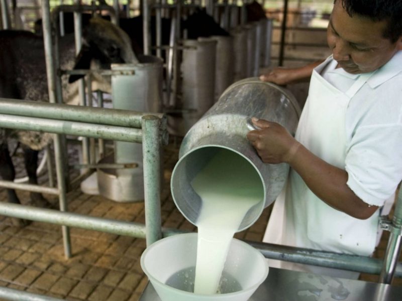 Procesadoras de leche han dejado de recibir el producto por las lluvias, alertan industriales
