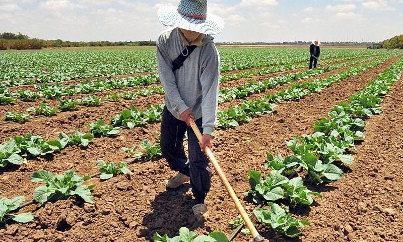 Ingredientes de las hallacas no escapan del declive agropecuario