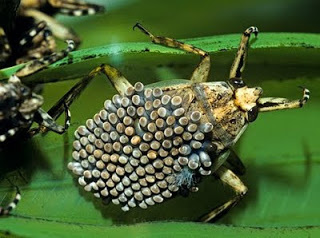 insecto virus hongo falso