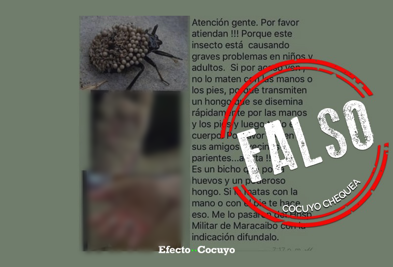 insecto virus maracaibo
