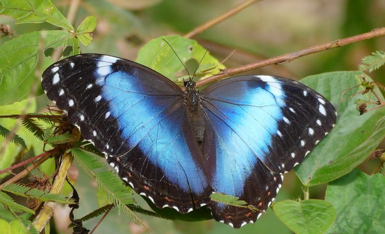 mariposa nacional venezuela