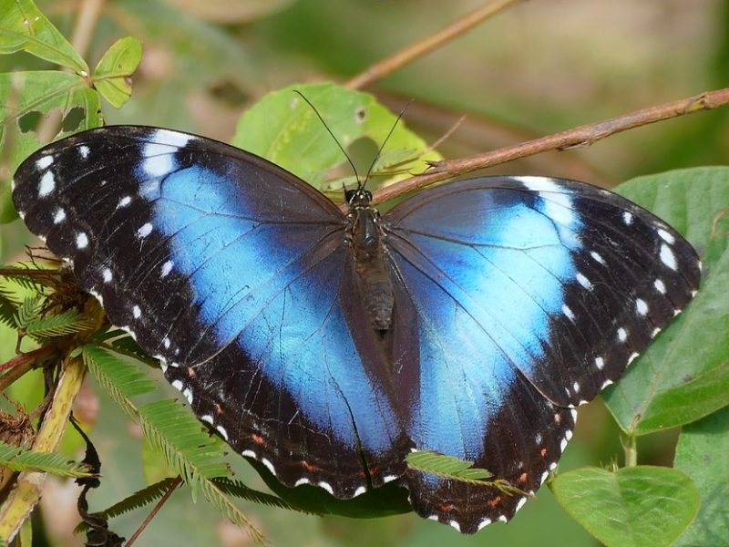 mariposa nacional venezuela