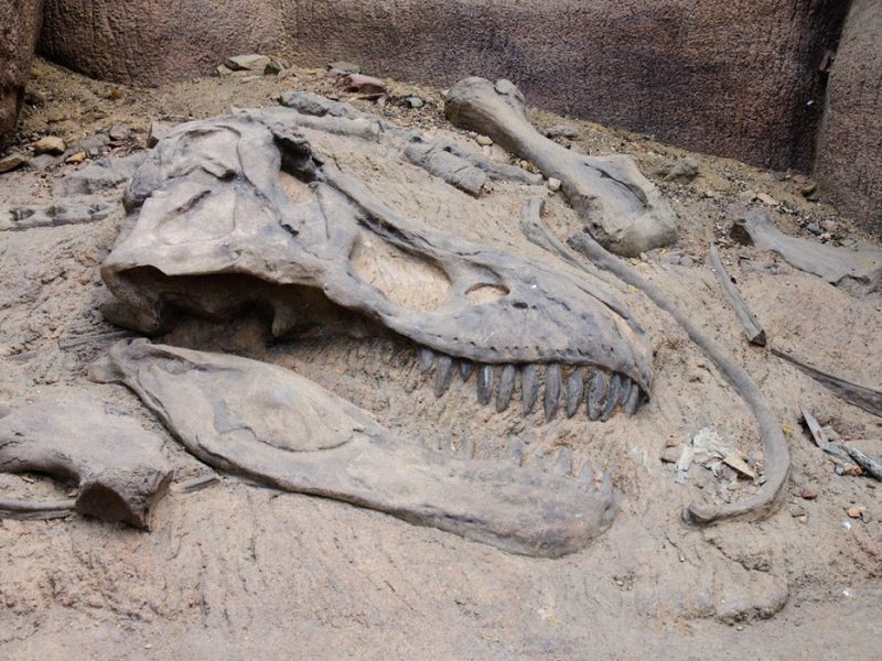 Fosiles de dinosaurios