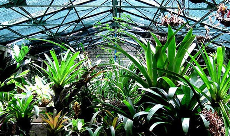 El Jardín Botánico de Caracas como solía verse antes de la crisis. Foto: Alejandro Matheus CC BY-SA 3.0.