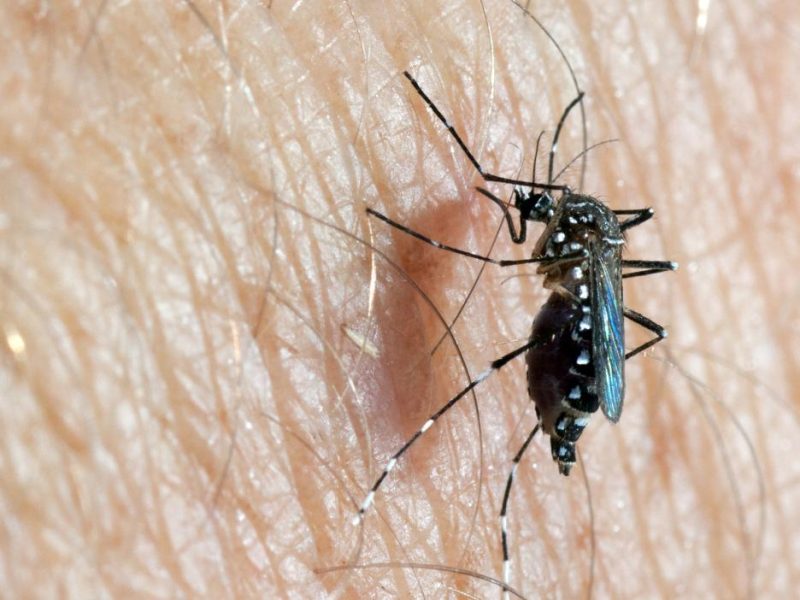 fiebre amarilla reaparece en Venezuela