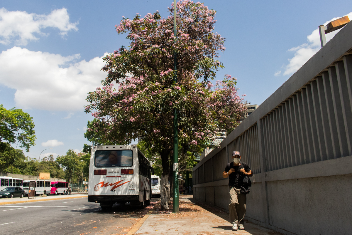 Apamates Caracas