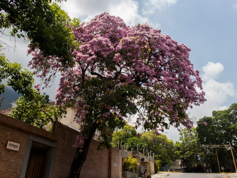 Caracas Apamates