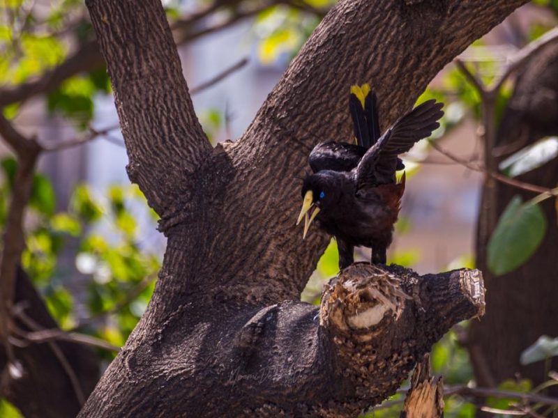 aves