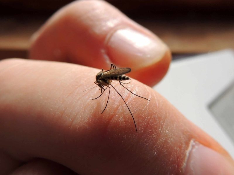 Dengue, zika y chikungunya: claves para diferenciarlos del COVID-19