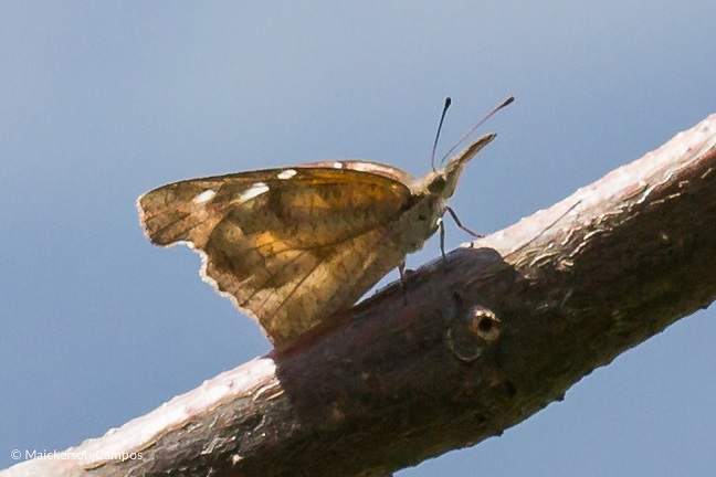 Migración de mariposas amarillas capta la atención de los caraqueños
