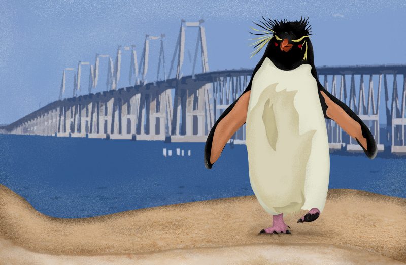 Polo, el pingüino maracucho