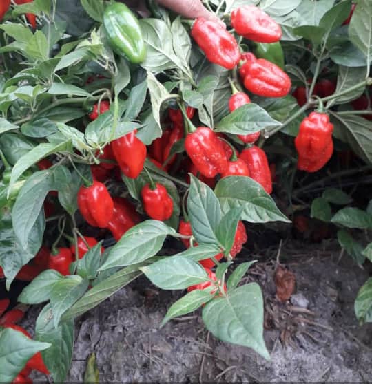 Ingredientes de las hallacas no escapan del declive agropecuario