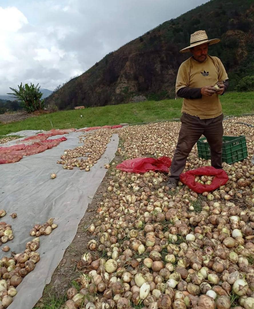 Ingredientes de las hallacas no escapan del declive agropecuario