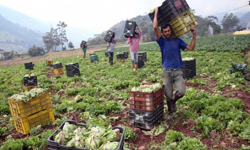 Seniat exonera al sector primario agrícola de pago de IGTF y del IVA