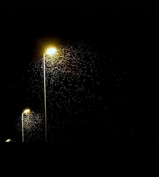 "Esperaron a que el pueblo se llenara de palometa", pobladores de Caripito ante brote de mariposas urticantes
