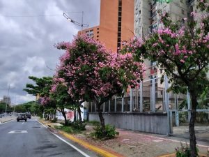 Los árboles