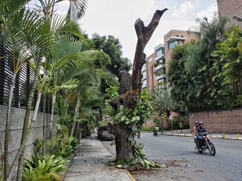 Árboles urbanos