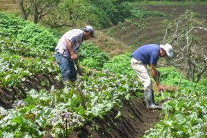 Hortalizas y frutas