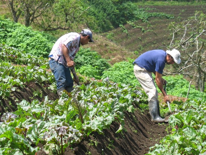 Hortalizas y frutas