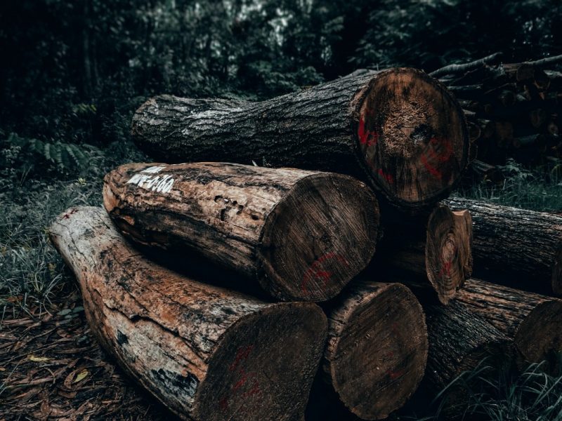 Acuerdo global para frenar la deforestación