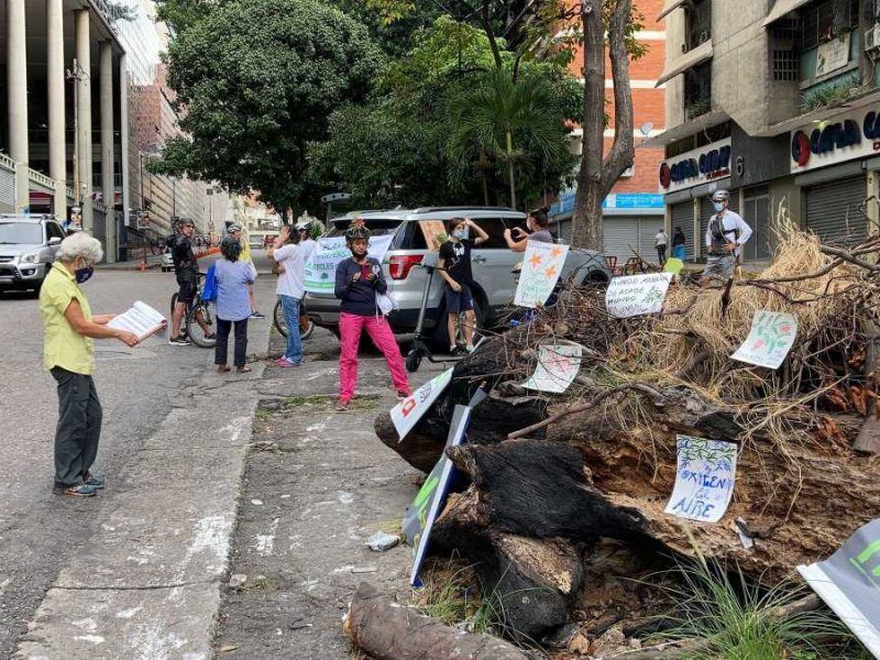 Activistas se movilizan en defensa de los árboles de Caracas