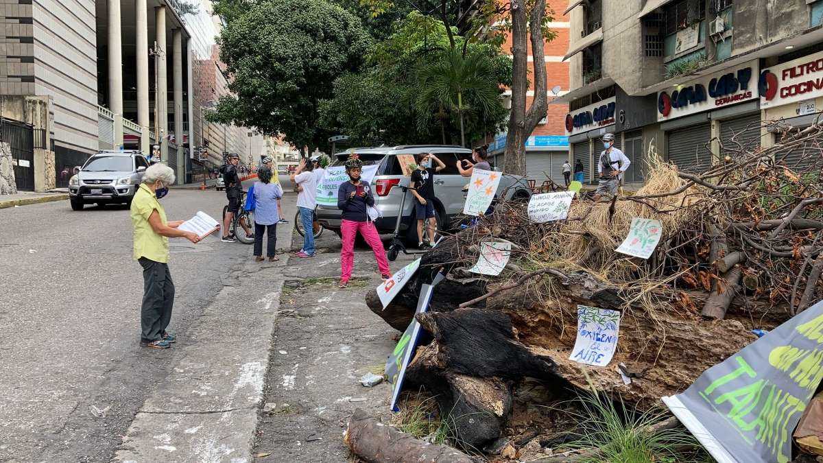 Árboles urbanos