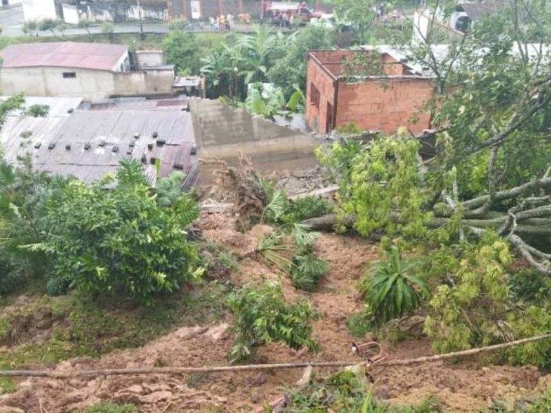 Aumentan las mordeduras de serpientes y presencia de plagas en Venezuela tras las lluvias 