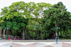 10 millones de árboles