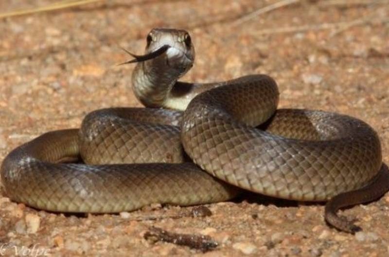 Serpiente