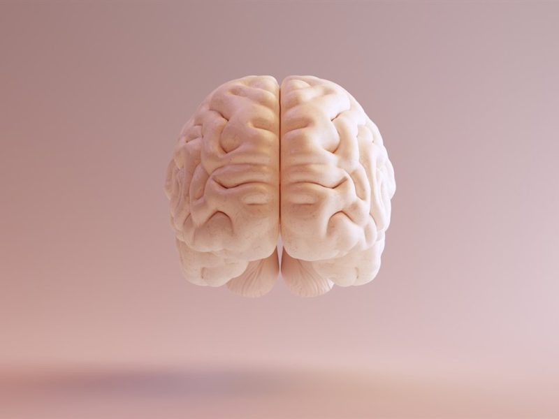 Cambios mensuales en el cerebro femenino