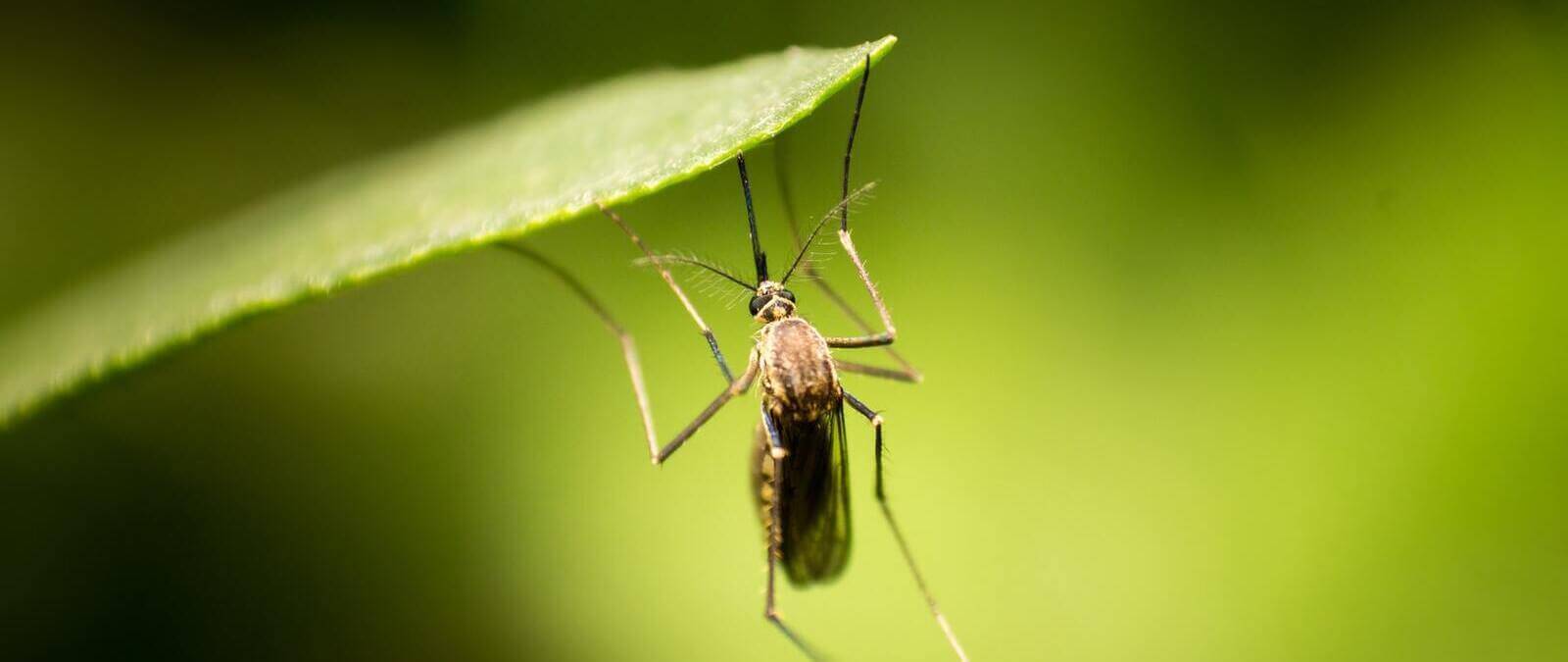 Enfermedades como el dengue o la malaria serán más frecuentes debido al aumento de temperatura y el cambio climático