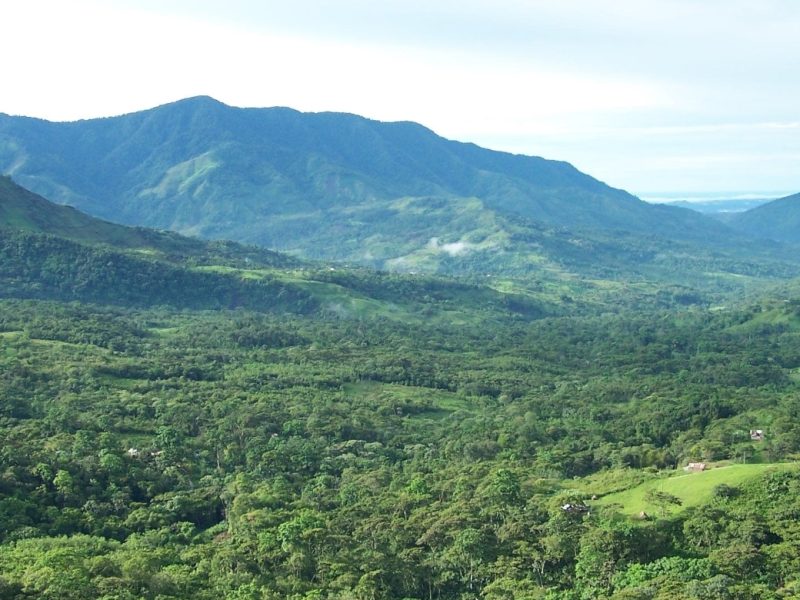 Se acelera la destrucción de los bosques naturales de Venezuela