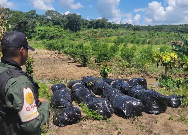 Militares destruyen dos campamentos con 362 kilos de marihuana en Anzoátegui