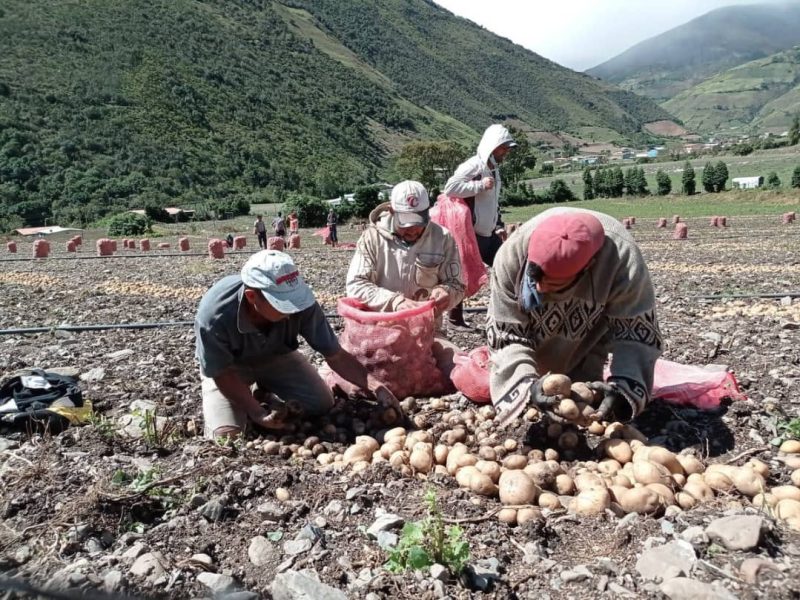 El gran potencial del sector agrícola