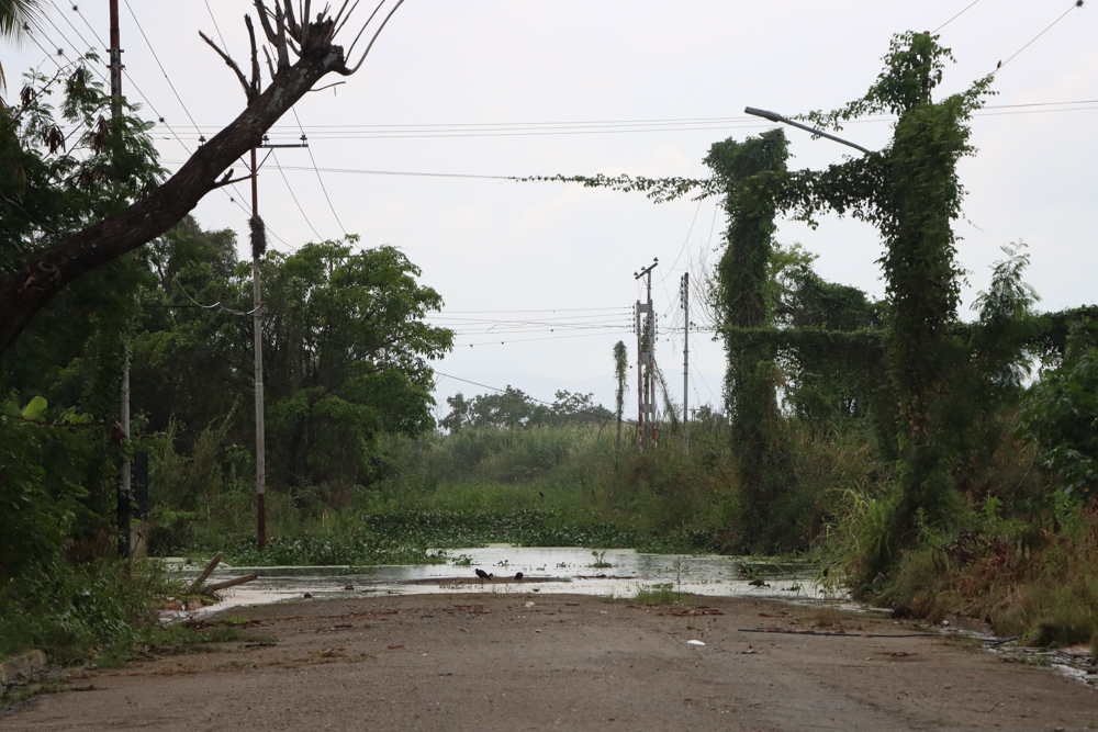Mata redonda- Aragua (Mairet Chourio)